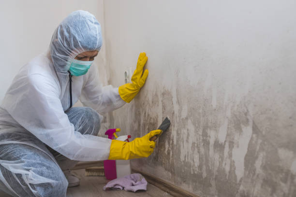 Best Mold Removal for HVAC Installations  in Danville, VA